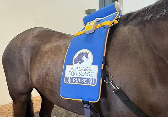 The Benefits of Equissage Pulse Therapy for Horses